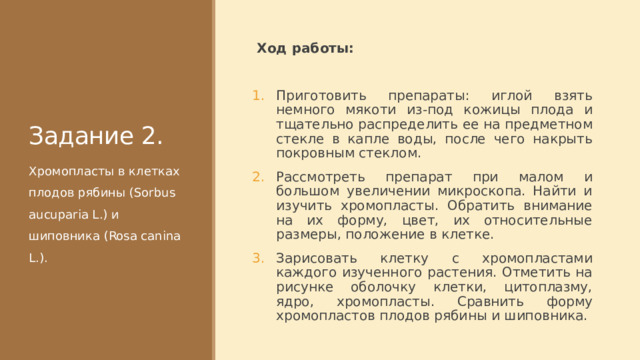Задание 2. Ход работы: Приготовить препараты: иглой взять немного мякоти из-под кожицы плода и тщательно распределить ее на предметном стекле в капле воды, после чего накрыть покровным стеклом. Рассмотреть препарат при малом и большом увеличении микроскопа. Найти и изучить хромопласты. Обратить внимание на их форму, цвет, их относительные размеры, положение в клетке. Зарисовать клетку с хромопластами каждого изученного растения. Отметить на рисунке оболочку клетки, цитоплазму, ядро, хромопласты. Сравнить форму хромопластов плодов рябины и шиповника. Хромопласты в клетках плодов рябины (Sorbus aucuparia L.) и шиповника (Rosa canina L.). 
