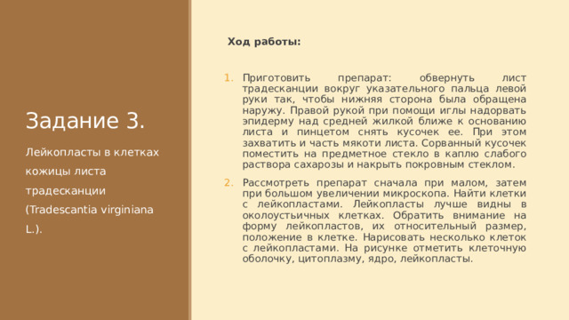 Задание 3. Ход работы: Приготовить препарат: обвернуть лист традесканции вокруг указательного пальца левой руки так, чтобы нижняя сторона была обращена наружу. Правой рукой при помощи иглы надорвать эпидерму над средней жилкой ближе к основанию листа и пинцетом снять кусочек ее. При этом захватить и часть мякоти листа. Сорванный кусочек поместить на предметное стекло в каплю слабого раствора сахарозы и накрыть покровным стеклом. Рассмотреть препарат сначала при малом, затем при большом увеличении микроскопа. Найти клетки с лейкопластами. Лейкопласты лучше видны в околоустьичных клетках. Обратить внимание на форму лейкопластов, их относительный размер, положение в клетке. Нарисовать несколько клеток с лейкопластами. На рисунке отметить клеточную оболочку, цитоплазму, ядро, лейкопласты. Лейкопласты в клетках кожицы листа традесканции (Tradescantia virginiana L.). 