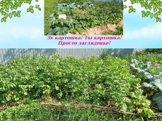 Эх картошка! Ты картошка! Просто загляденье! 