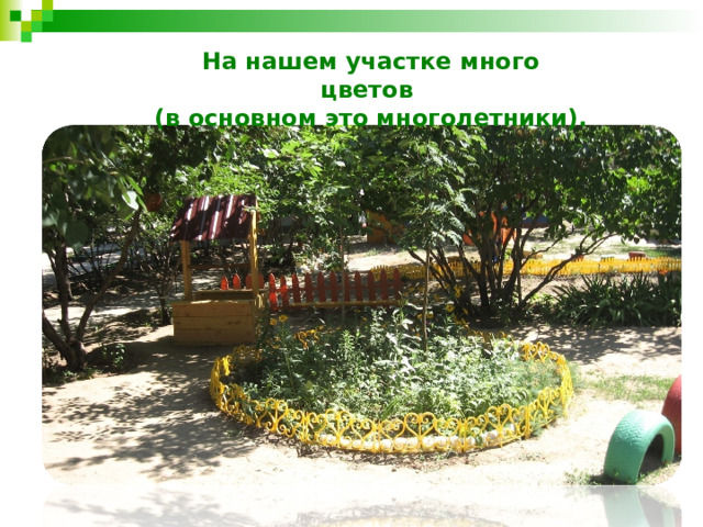 На нашем участке много цветов (в основном это многолетники). 