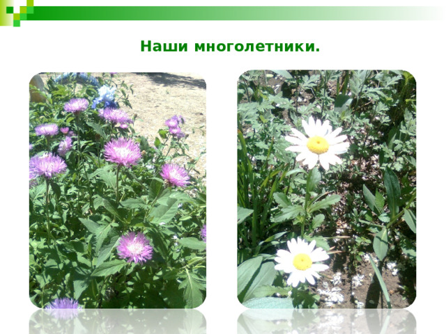 Наши многолетники. 