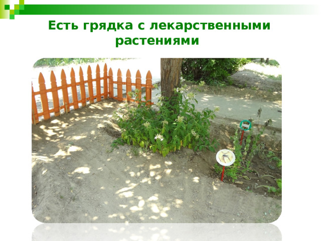 Есть грядка с лекарственными растениями 