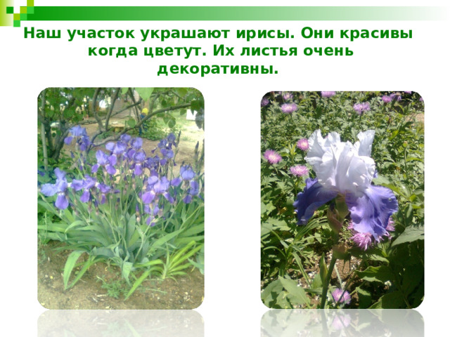 Наш участок украшают ирисы. Они красивы когда цветут. Их листья очень декоративны. 