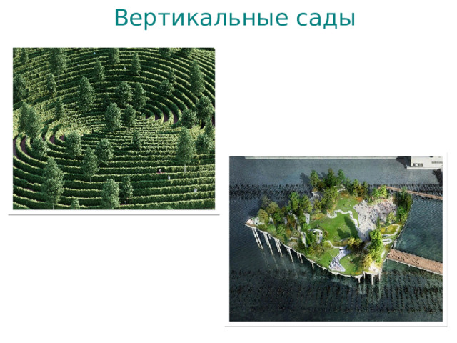 Вертикальные сады 