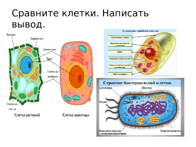 Сравните клетки. Написать вывод. 