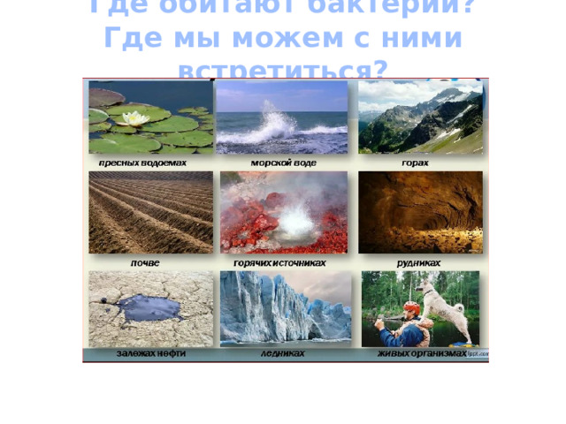 Где обитают бактерии?  Где мы можем с ними встретиться?   