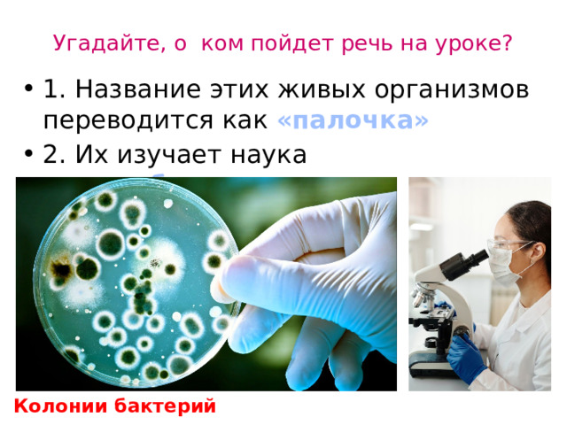 Угадайте, о ком пойдет речь на уроке? 1. Название этих живых организмов переводится как «палочка» 2. Их изучает наука «микробиология» Колонии бактерий 