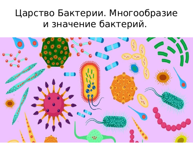 Царство Бактерии. Многообразие и значение бактерий. 