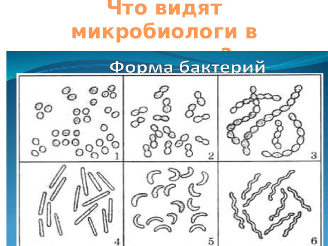 Что видят микробиологи в микроскоп? 