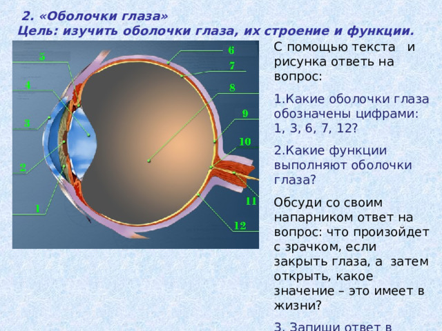  2. «Оболочки глаза» Цель: изучить оболочки глаза, их строение и функции.  C помощью текста и рисунка ответь на вопрос: 1.Какие оболочки глаза обозначены цифрами: 1, 3, 6, 7, 12? 2.Какие функции выполняют оболочки глаза? Обсуди со своим напарником ответ на вопрос: что произойдет с зрачком, если закрыть глаза, а затем открыть, какое значение – это имеет в жизни? 3. Запиши ответ в тетрадь. 