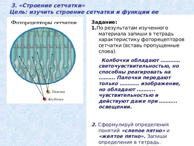  3. «Строение сетчатки» Цель: изучить строение сетчатки и функции ее рецепторов.  Задание: 1. По результатам изученного материала запиши в тетрадь характеристику фоторецепторов сетчатки (вставь пропущенные слова).  Колбочки обладают ………… светочувствительностью, но способны реагировать на ………. Палочки передают только ………… изображение, но обладают ……….. чувствительностью и действуют даже при ……….. освещении.  2. Сформулируй определения понятий «слепое пятно» и «желтое пятно». Запиши определения в тетрадь. Прочитай текст параграфа § 49 (с.247) и рассмотри рисунок 102.Б на с.246. Ответь на вопросы: Какие рецепторы входят в состав сетчатки? 2. Какие функции выполняют рецепторы? 3. Какие участки сетчатки называют «слепое» и «желтое» пятно? 