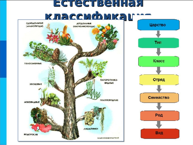 Естественная классификация 