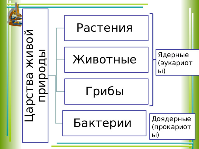 Царства живой природы Растения Животные Ядерные (эукариоты) Грибы Бактерии Доядерные (прокариоты) 