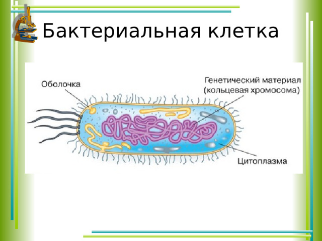 Бактериальная клетка 