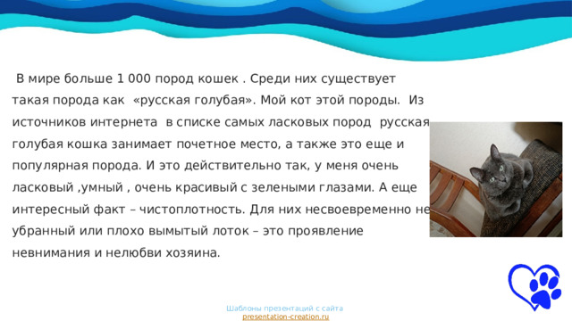  В мире больше 1 000 пород кошек . Среди них существует такая порода как «русская голубая». Мой кот этой породы. Из источников интернета в списке самых ласковых пород русская голубая кошка занимает почетное место, а также это еще и популярная порода. И это действительно так, у меня очень ласковый ,умный , очень красивый с зелеными глазами. А еще интересный факт – чистоплотность. Для них несвоевременно не убранный или плохо вымытый лоток – это проявление невнимания и нелюбви хозяина. Шаблоны презентаций с сайта  presentation-creation.ru 