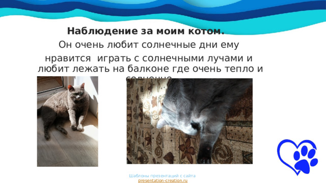 Наблюдение за моим котом.   Он очень любит солнечные дни ему  нравится играть с солнечными лучами и любит лежать на балконе где очень тепло и солнечно. Шаблоны презентаций с сайта  presentation-creation.ru 