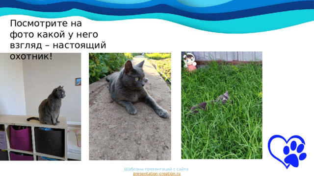 Посмотрите на фото какой у него взгляд – настоящий охотник!     Шаблоны презентаций с сайта  presentation-creation.ru 