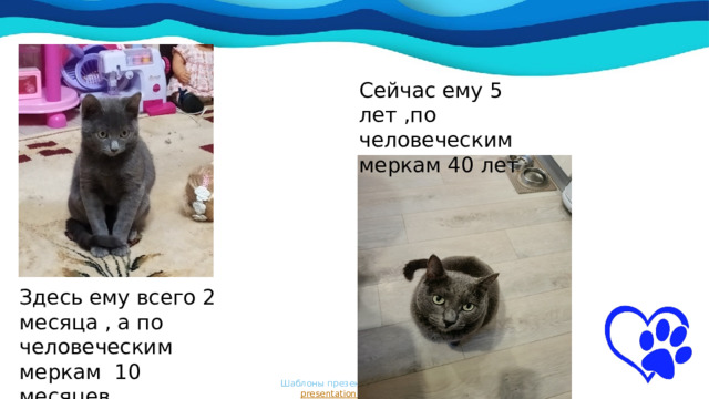 Сейчас ему 5 лет ,по человеческим меркам 40 лет     Здесь ему всего 2 месяца , а по человеческим меркам 10 месяцев Шаблоны презентаций с сайта  presentation-creation.ru 