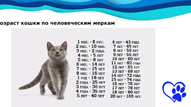 Возраст кошки по человеческим меркам   во Шаблоны презентаций с сайта  presentation-creation.ru 