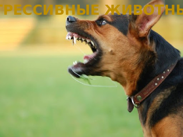 Агрессивные животные 