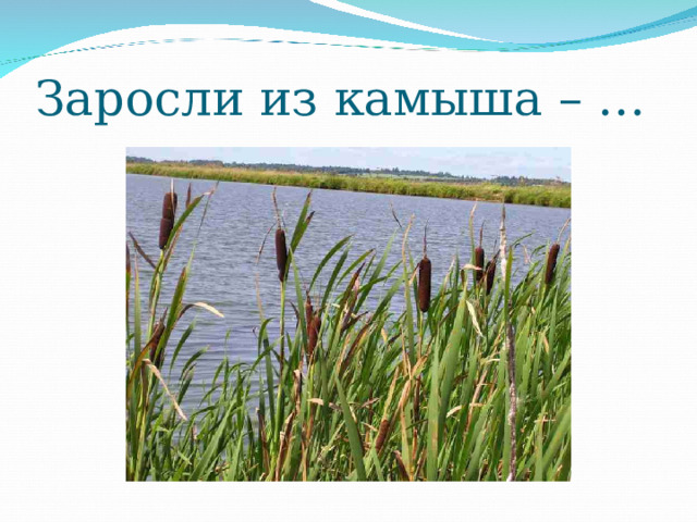 Заросли из камыша – … 