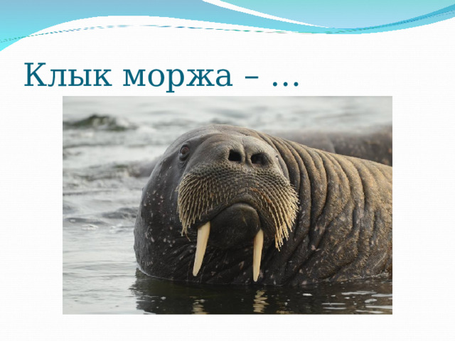 Клык моржа – … 