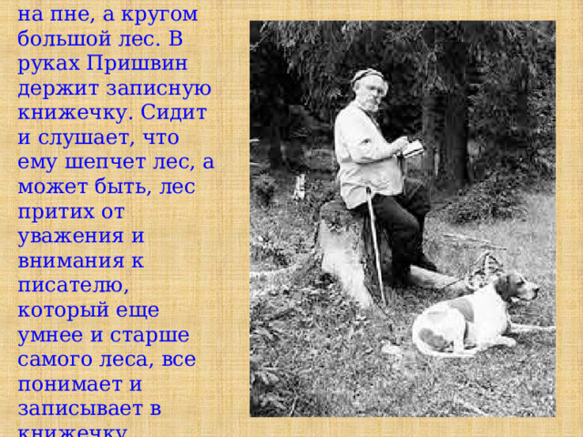С идит Пришвин на пне, а кругом большой лес. В руках Пришвин держит записную книжечку. Сидит и слушает, что ему шепчет лес, а может быть, лес притих от уважения и внимания к писателю , который еще умнее и старше самого леса, все понимает и записывает в книжечку. 