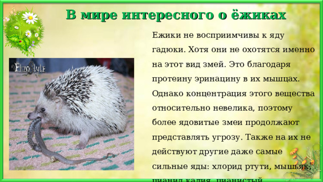 В мире интересного о ёжиках Ежики не восприимчивы к яду гадюки. Хотя они не охотятся именно на этот вид змей. Это благодаря протеину эринацину в их мышцах. Однако концентрация этого вещества относительно невелика, поэтому более ядовитые змеи продолжают представлять угрозу. Также на их не действуют другие даже самые сильные яды: хлорид ртути, мышьяк, цианид калия, цианистый водород(синильная кислота) и др. 