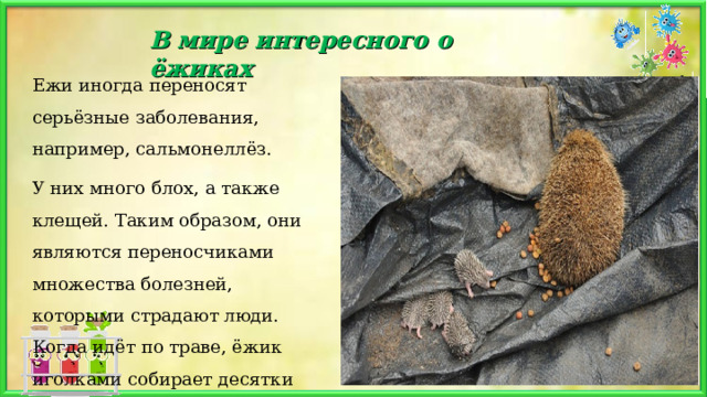 В мире интересного о ёжиках Ежи иногда переносят серьёзные заболевания, например, сальмонеллёз. У них много блох, а также клещей. Таким образом, они являются переносчиками множества болезней, которыми страдают люди. Когда идёт по траве, ёжик иголками собирает десятки клещей. 