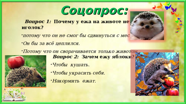 Соцопрос:   Вопрос 1:   Почему у ежа на животе нет иголок? потому что он не смог бы сдвинуться с места. Он бы за всё цеплялся. Потому что он сворачивается только животом внутрь.   Вопрос 2:   Зачем ежу яблоки? Чтобы  кушать. Чтобы украсить себя. Накормить  ежат. 