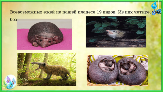 Всевозможных ежей на нашей планете 19 видов. Из них четыре, увы, без колючек. 