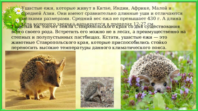 Ушастые ежи, которые живут в Китае, Индии, Африке, Малой и Средней Азии. Они имеют сравнительно длинные уши и отличаются мелкими размерами. Средний вес ежа не превышает 430 г. А длина тела колючего зверька варьируется в пределах 12-27 см. Ушастый ёж топчет земли Ставропольского края со дня существования всего своего рода. Встретить его можно не в лесах, а преимущественно на степных и полупустынных пастбищах. Кстати, ушастые ежи — это животные Ставропольского края, которые приспособились стойко переносить высокие температуры данного климатического пояса.  