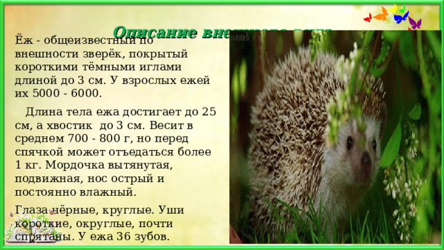   Описание внешнего вида   Ёж - общеизвестный по внешности зверёк, покрытый короткими тёмными иглами длиной до 3 см. У взрослых ежей их 5000 - 6000.    Длина тела ежа достигает до 25 см, а хвостик  до 3 см. Весит в среднем 700 - 800 г, но перед спячкой может отъедаться более 1 кг. Мордочка вытянутая, подвижная, нос острый и постоянно влажный. Глаза чёрные, круглые. Уши короткие, округлые, почти спрятаны. У ежа 36 зубов. 