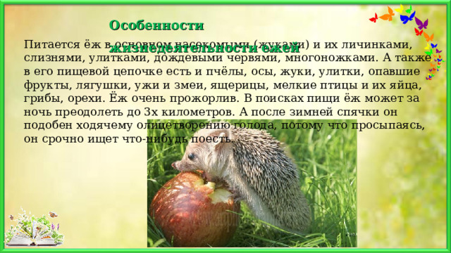 Особенности жизнедеятельности ежей    Питается ёж в основном насекомыми (жуками) и их личинками, слизнями, улитками, дождевыми червями, многоножками. А также в его пищевой цепочке есть и пчёлы, осы, жуки, улитки, опавшие фрукты, лягушки, ужи и змеи, ящерицы, мелкие птицы и их яйца, грибы, орехи. Ёж очень прожорлив. В поисках пищи ёж может за ночь преодолеть до 3х километров. А после зимней спячки он подобен ходячему олицетворению голода, потому что просыпаясь, он срочно ищет что-нибудь поесть. 