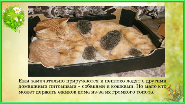 Ежи замечательно приручаются и неплохо ладят с другими домашними питомцами – собаками и кошками. Но мало кто может держать ежиков дома из-за их громкого топота. 