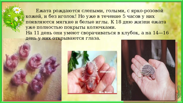        Ежата рождаются слепыми, голыми, с ярко-розовой кожей, и без иголок! Но уже в течение 5 часов у них появляются мягкие и белые иглы. К 18 дню жизни ежата уже полностью покрыты колючками. На 11 день они умеют сворачиваться в клубок, а на 14—16 день у них открываются глаза. 