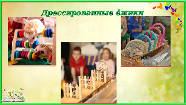  Дрессированные ёжики   