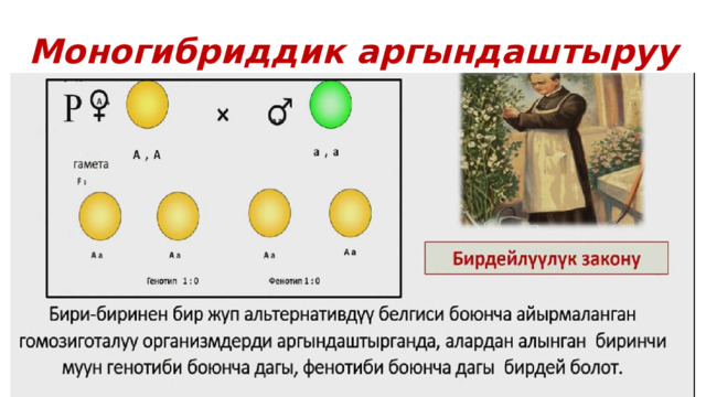 Моногибриддик аргындаштыруу 
