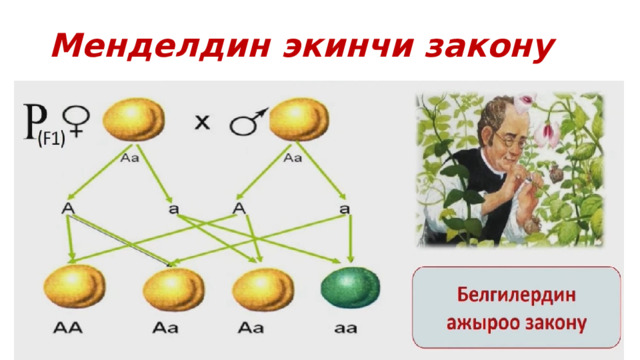 Менделдин экинчи закону 