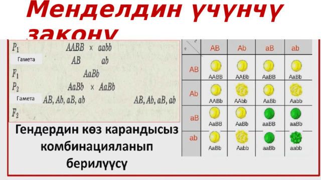 Менделдин үчүнчү закону 