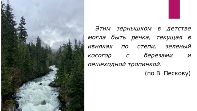 Этим зернышком в детстве могла быть речка, текущая в ивняках по степи, зеленый косогор с березами и пешеходной тропинкой. (по В. Пескову) 