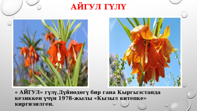 « АЙГУЛ» гүлү.Дүйнөдөгү бир гана Кыргызстанда кезиккен үчүн 1978-жылы «Кызыл китепке» киргизилген. Айгул гүлү 