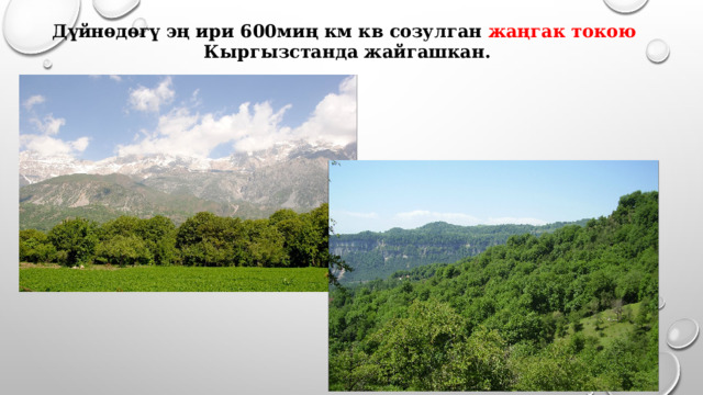 Дүйнөдөгү эң ири 600миң км кв созулган жаңгак токою Кыргызстанда жайгашкан. 