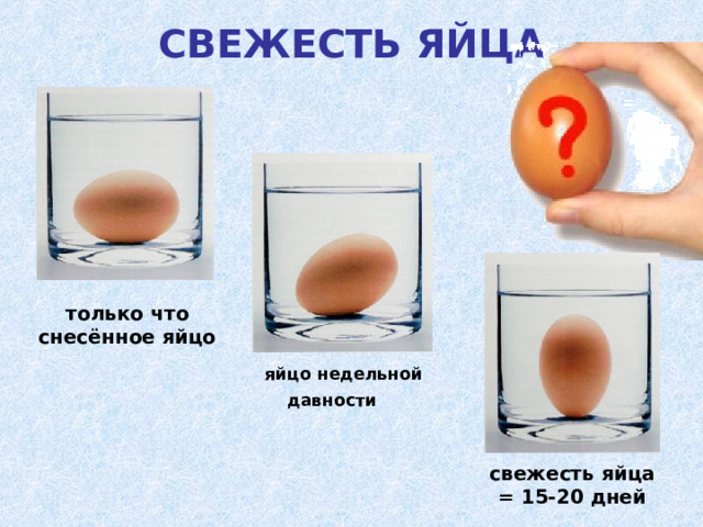СВЕЖЕСТЬ ЯЙЦА   только что снесённое яйцо яйцо недельной давности  свежесть яйца = 15-20 дней 