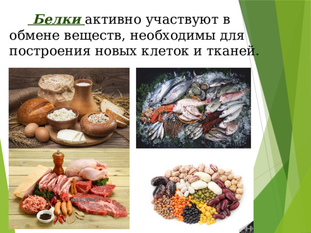   Белки  активно участвуют в обмене веществ, необходимы для построения новых клеток и тканей. 
