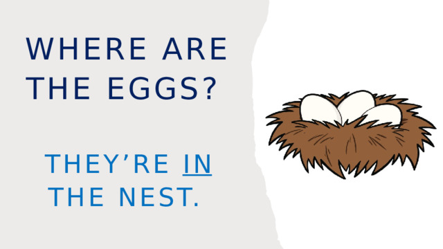 Where are the eggs? They’re in the nest. 