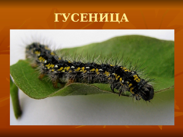 ГУСЕНИЦА 