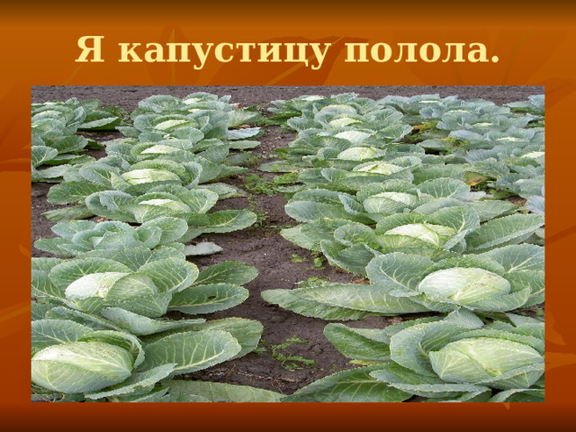 Я капустицу полола. 