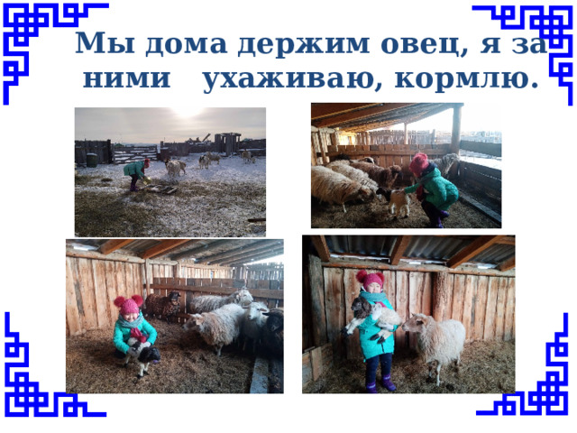 Мы дома держим овец, я за ними ухаживаю, кормлю. 