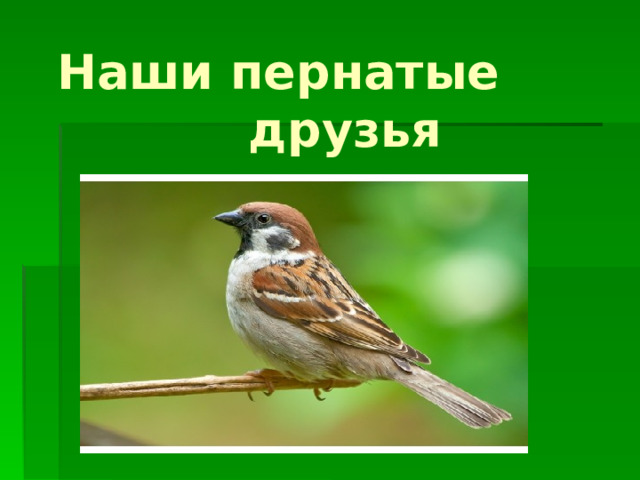 Наши пернатые друзья 